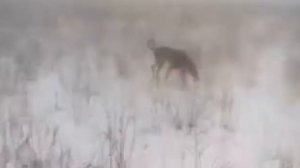 Ахота на волка