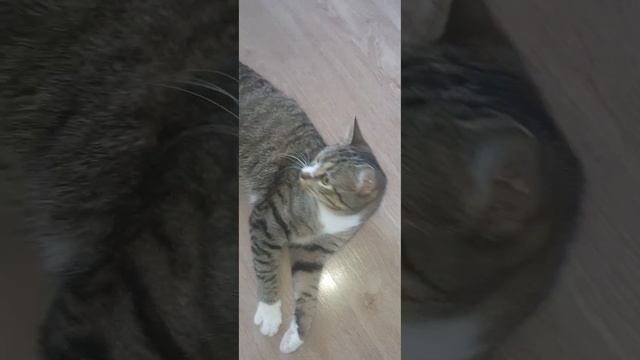 барсик котик смотреть онлайн