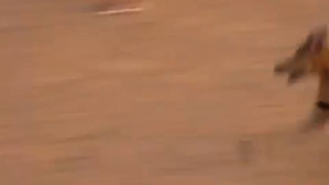 SALUKI DESERT 1 смотреть онлайн