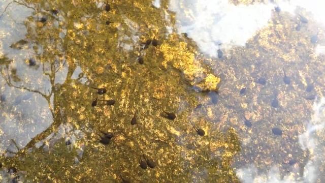 tadpoles смотреть онлайн