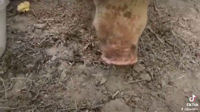 Mama Pig Bobbing For Apples смотреть онлайн