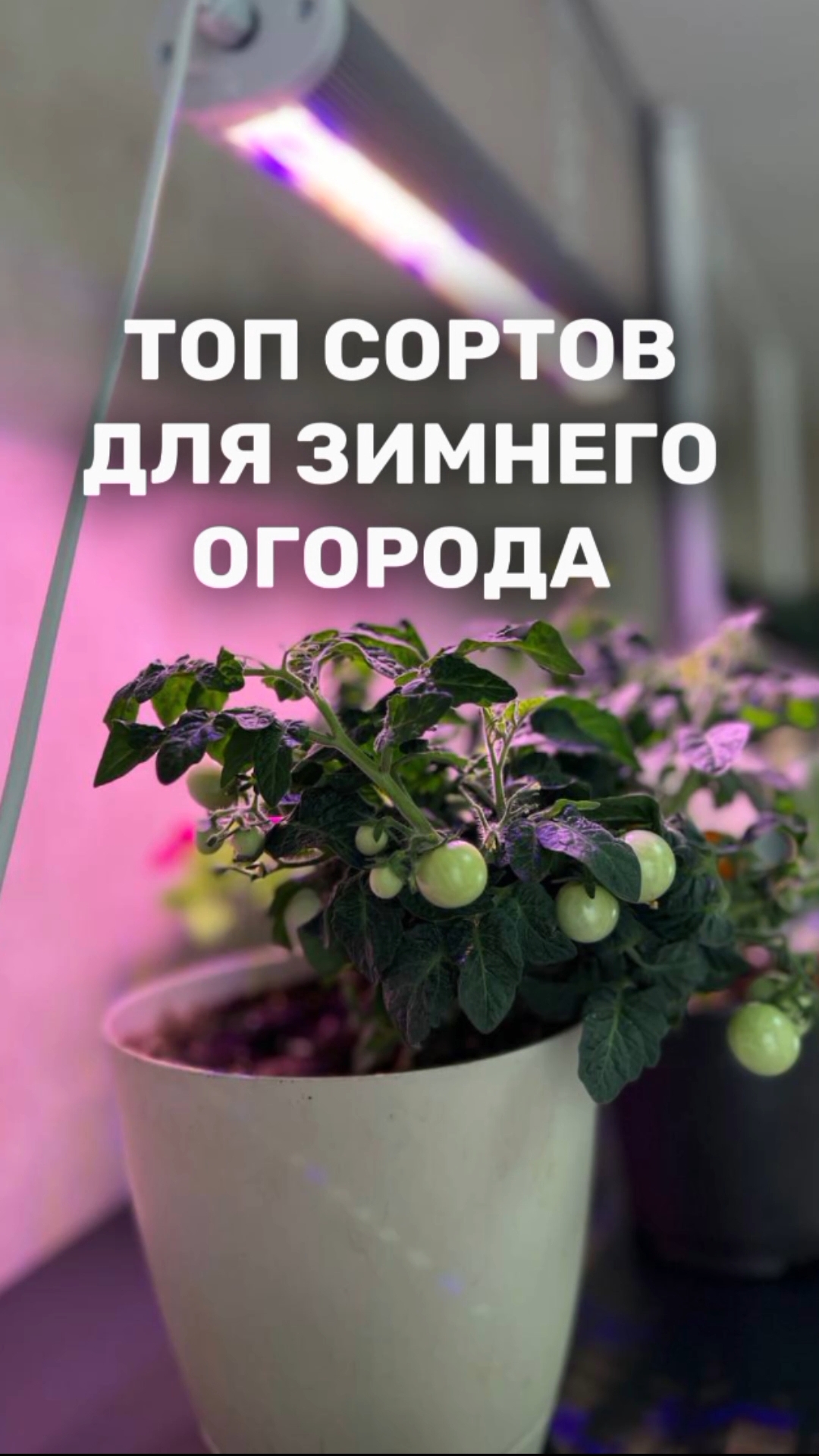 Топ сортов для зимнего огорода смотреть онлайн