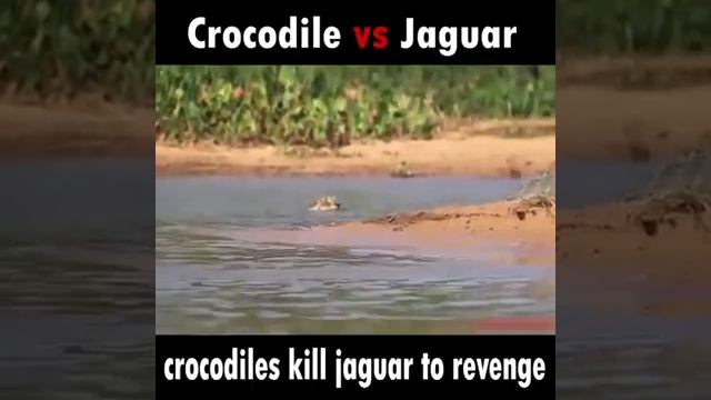 Jaguar Vs Crocodile