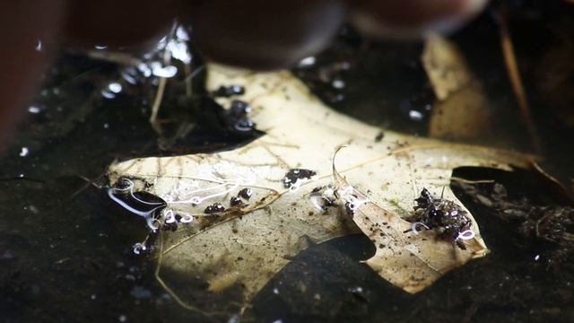 Tomato Frogs and Isopods what have we done NOW! смотреть онлайн