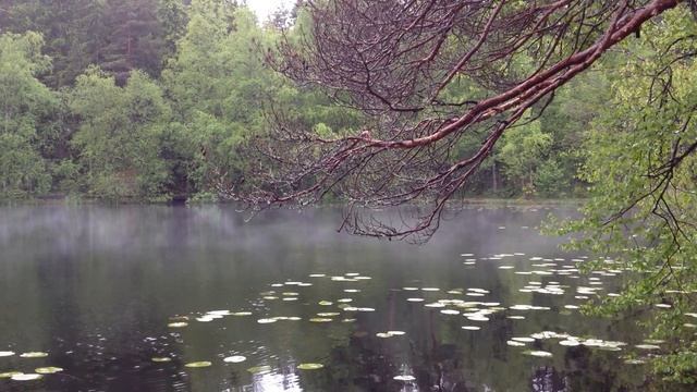 Early morning on Barnsjön, Tyresö-2.MOV смотреть онлайн