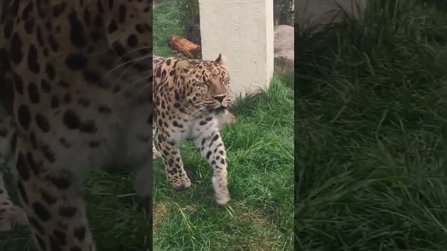 МОСКОВСКИЙ ЗООПАРК (ЛЕОПАРД) смотреть онлайн