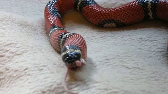 snake and the mouse. breakfast_12 смотреть онлайн