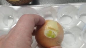 Как посадить и вырастить лук на подоконнике на воде