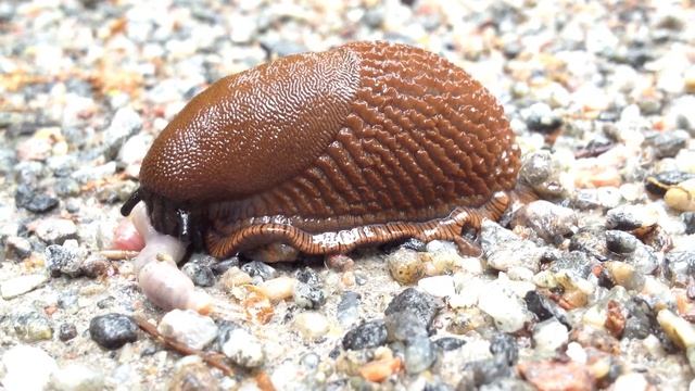 slug and worm смотреть онлайн