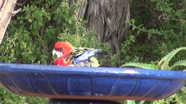 The Bird Bath on the 24-02-2016 смотреть онлайн