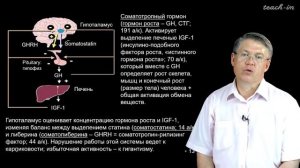 Дубынин В. А. - 100 часов школьной биологии - 1.13. Эндокринная система. Часть 1