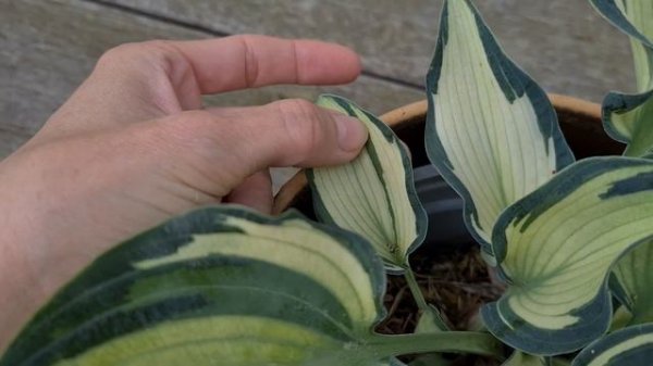 Обзор по хосте "Teacher's Pride"