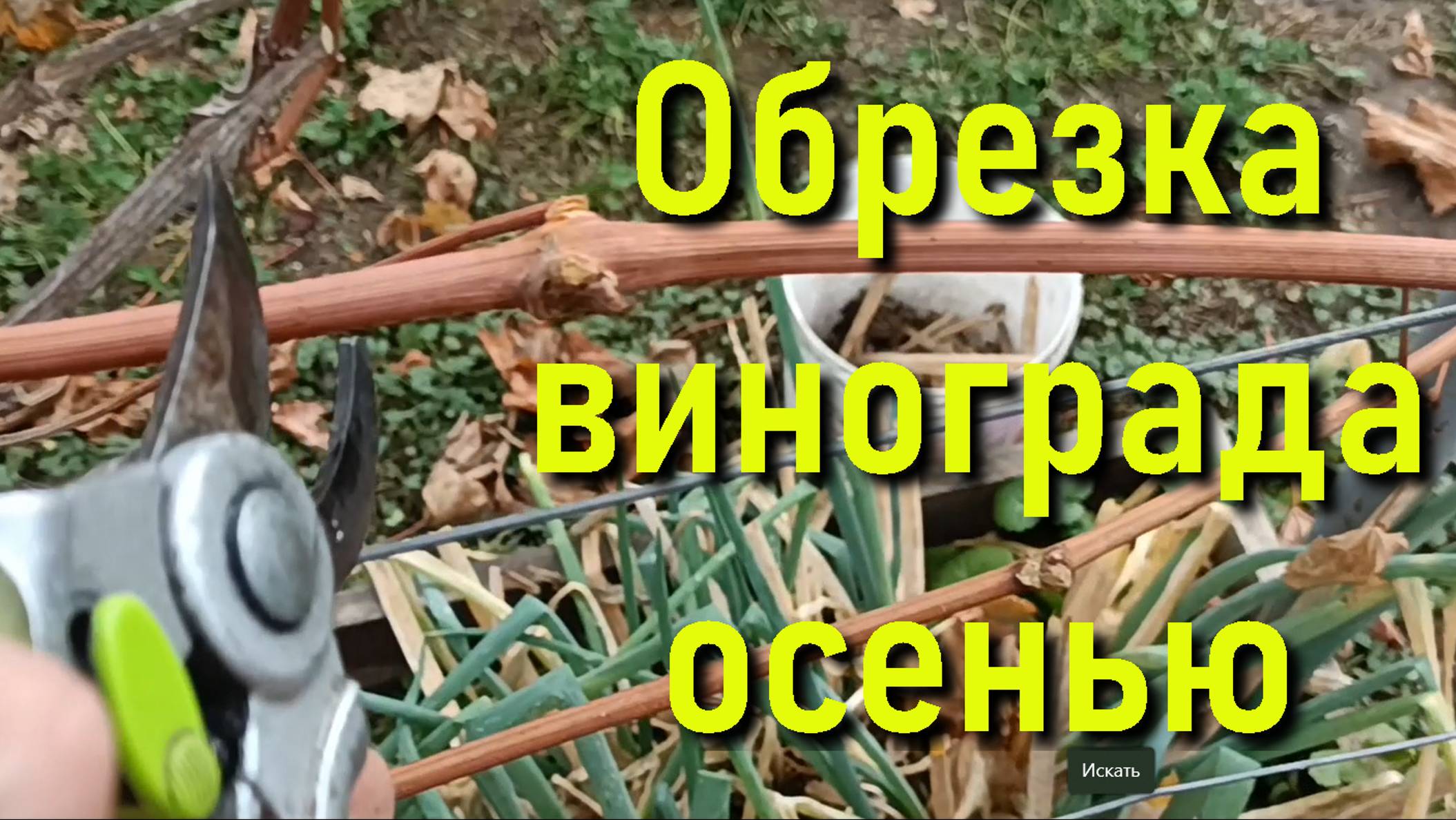 Обрезка винограда осенью