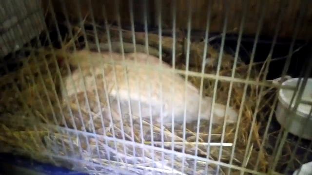 Курица наседка. Как правильно посадить курицу на яйца\ смотреть онлайн