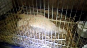 Курица наседка. Как правильно посадить курицу на яйца\