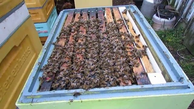 лечение пчел не лекарствами, а уменьшением размера пчелиной ячейки и уменьшением размера пчел смотреть онлайн