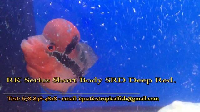 RK Series Short Body SRD Deep Red смотреть онлайн