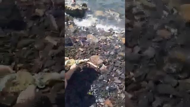 поиск сокровищ смотреть онлайн