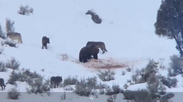 TOP-2 Deadliest Wolves In Human History || 33 Lives Were Lost смотреть онлайн