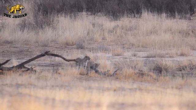 30 tragic moments! Jaguar fights with prey | Animal war смотреть онлайн