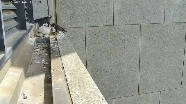 367 Collins Falcons | Another prey for four cute babies | Oct 25, 2022 смотреть онлайн