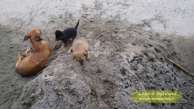 Lucy and Her Cute Pups смотреть онлайн