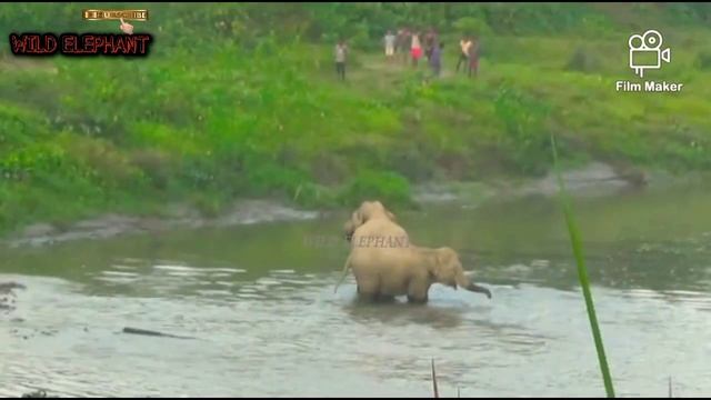 Wild elephants and humans clash between rivers смотреть онлайн