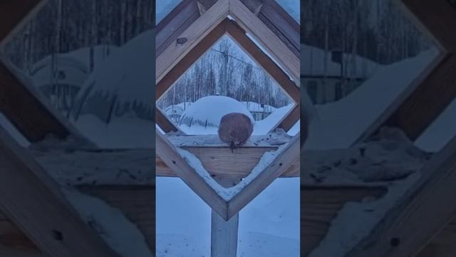 Наша кормушка пользуется популярностью смотреть онлайн