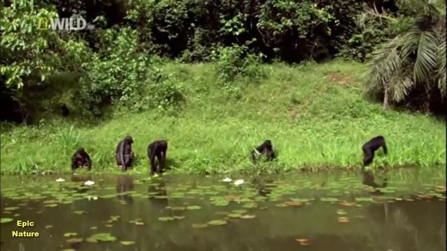 The Bonobos Ape (Nature Documentary)
