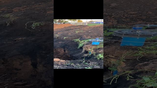 Заводим воду в дом | Траншея