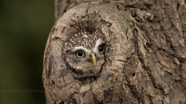 Relaxing footage of owls, raptors and other birds of prey on location in Northumberland, UK смотреть онлайн