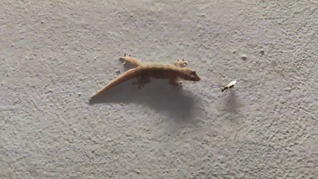 Dragon catch prey without mercy( must watch ) смотреть онлайн