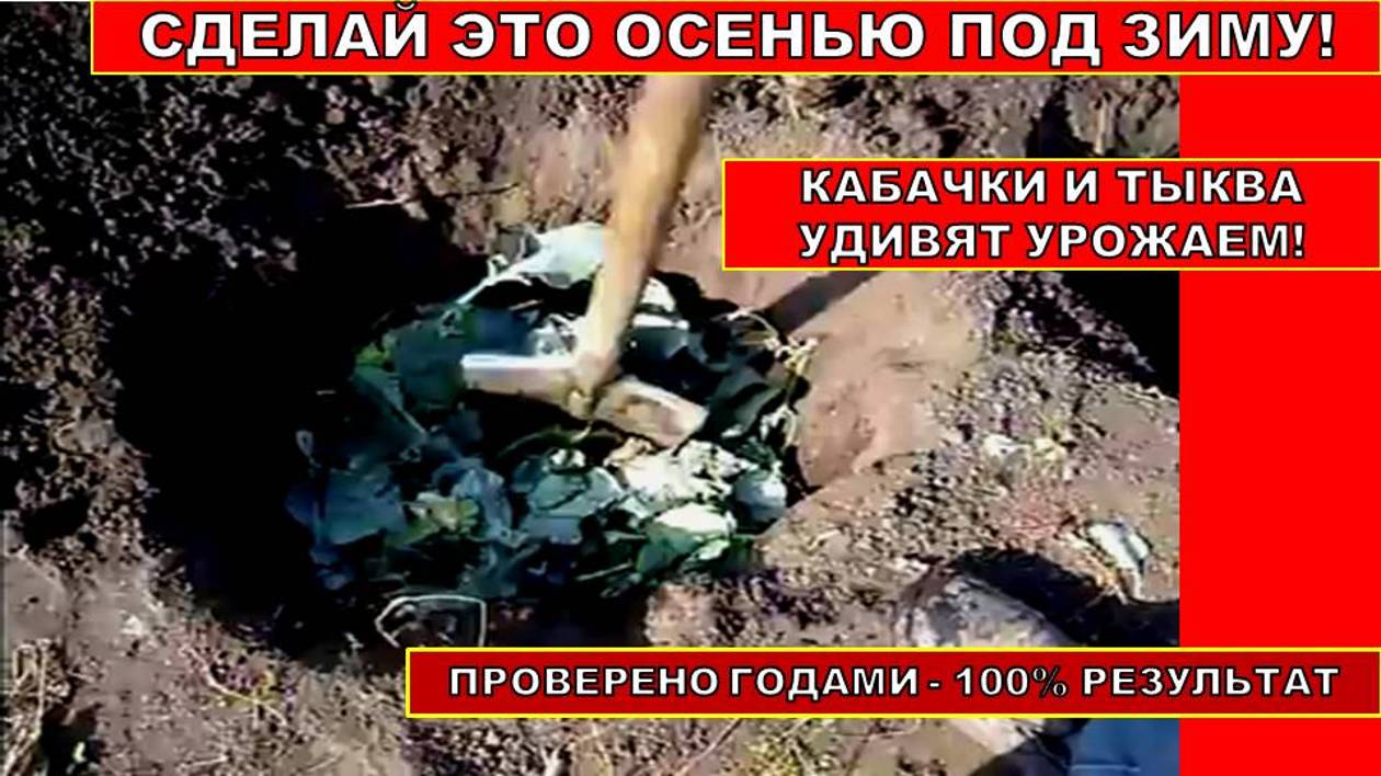 Делаю это Осенью под зиму! Тыква и Кабачки, посаженые в эти лунки весной, ОЧЕНЬ удивят вас урожаем! смотреть онлайн