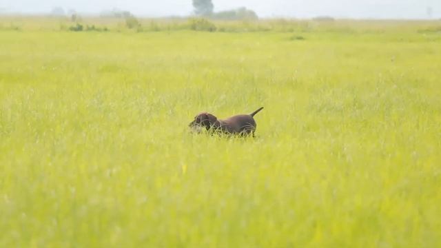 dog hunting in search of prey kurzhaar drathaar in the marsh hunts смотреть онлайн