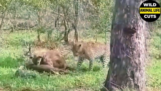 WILD ANIMALS- YOU WON'T BELIEVE IT! Leopard Steals Prey From Hyena And Climbs The Tree To Eat It! смотреть онлайн