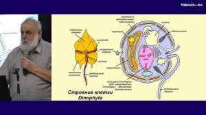 Малахов В.В. - Зоология беспозвоночных - 3. Надцарство Diaphoretickes