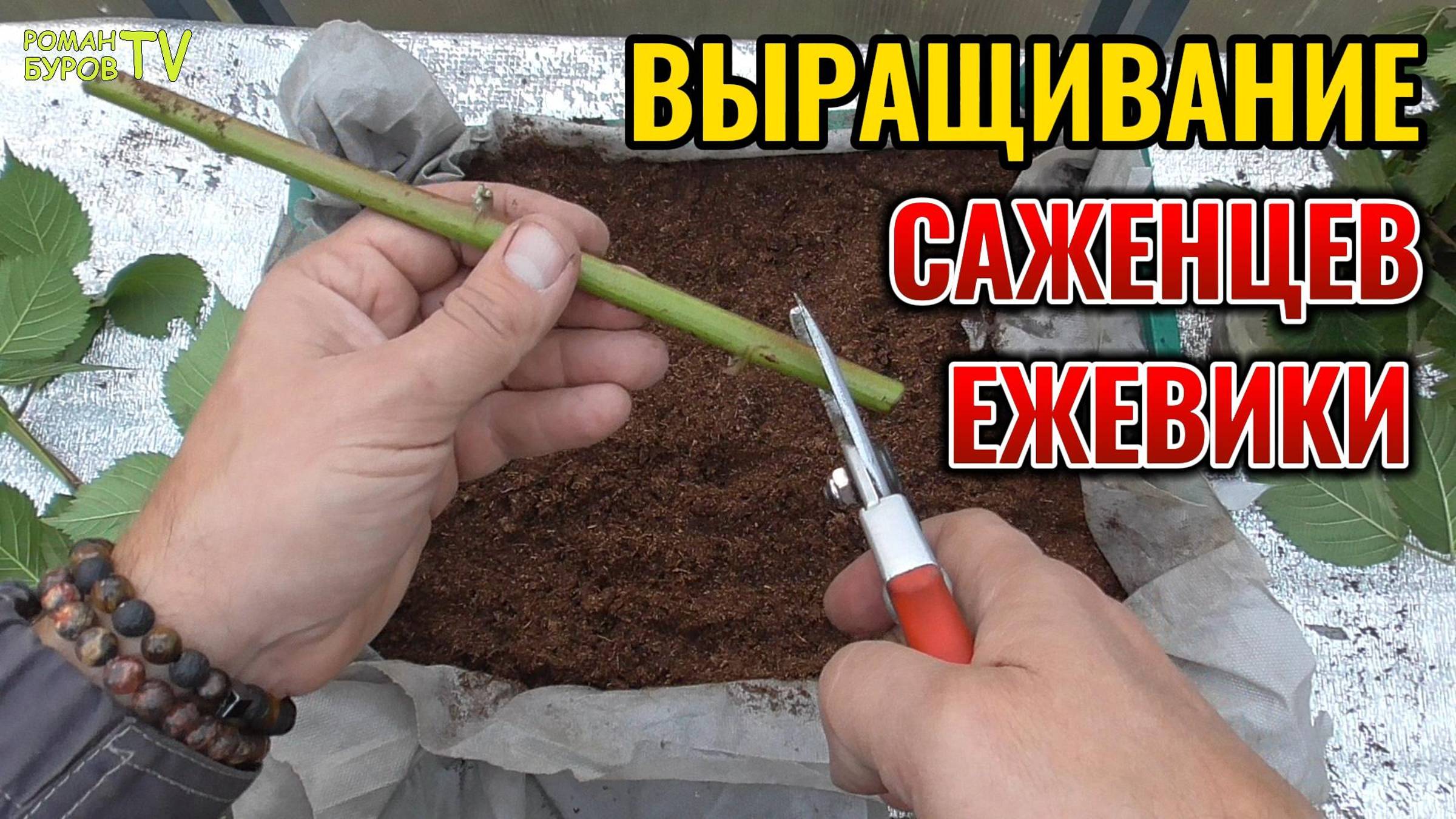 ☝ ЕЖЕВИКА: размножение зелеными черенками🌱 осенью - секретный прием 🔥 смотреть онлайн