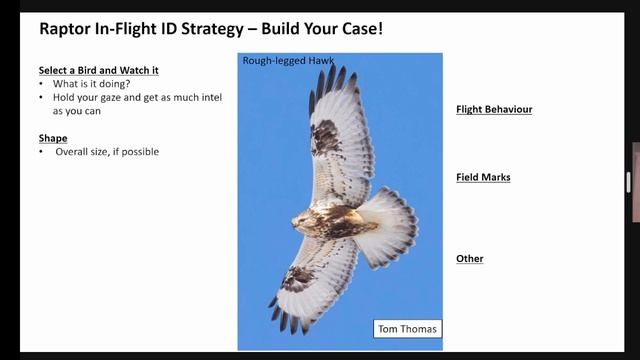 ntroduction to In-Flight Raptor Identification смотреть онлайн