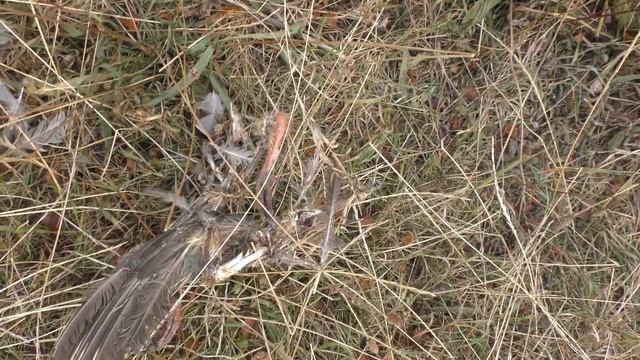 remains of Partridge a bird of prey ate by Wind turbines Fleam Dyke Historic Earthworks 15sep19 501 смотреть онлайн