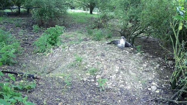Bird of Prey Caught Animal in Cambs UK 9May23 1248pm Game Camera Trail Camera смотреть онлайн