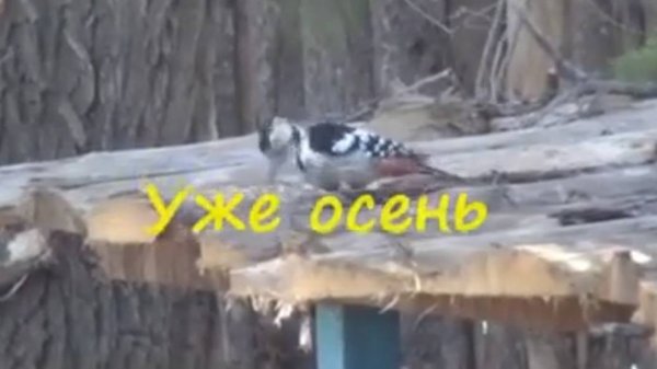 Уже осень 2015