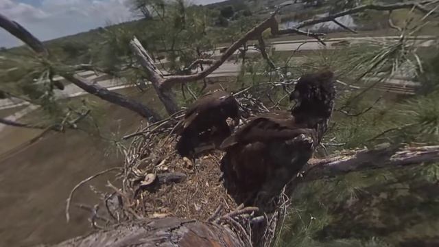 SWFL | E19 want new prey, E20 happy with old prey | March 19, 22 смотреть онлайн