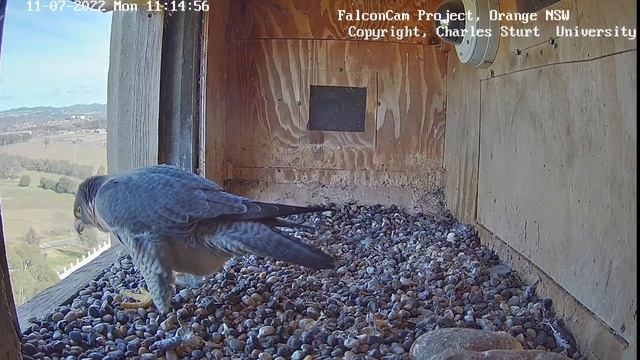 FalconCam Project | Xavier with prey | July 11, 2022 смотреть онлайн
