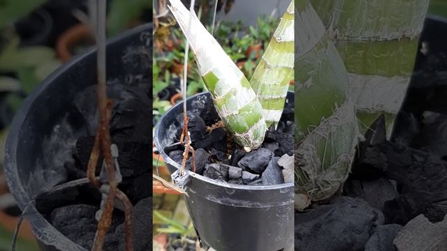 CATASETUM "SPIKE APA TUNAS" ???? смотреть онлайн