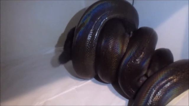 Acnologia - Primal Mode (Live prey) смотреть онлайн