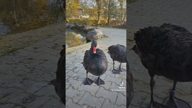 Чёрный лебедь! смотреть онлайн