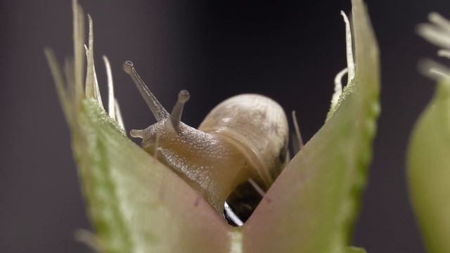 Venus Flytrap Digestion Time Lapse | Compilation смотреть онлайн