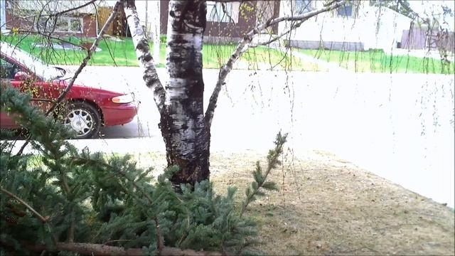 Windy enough to blow down tree & TimLapse drive - May 15, 2011 смотреть онлайн