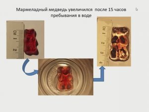 Водный баланс. Осмолярность, жажда.