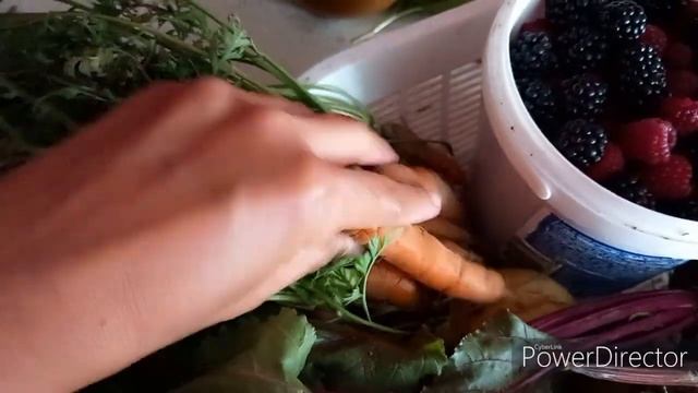 Last Garden Harvest na kaya for this year?? | STEP in Poland смотреть онлайн